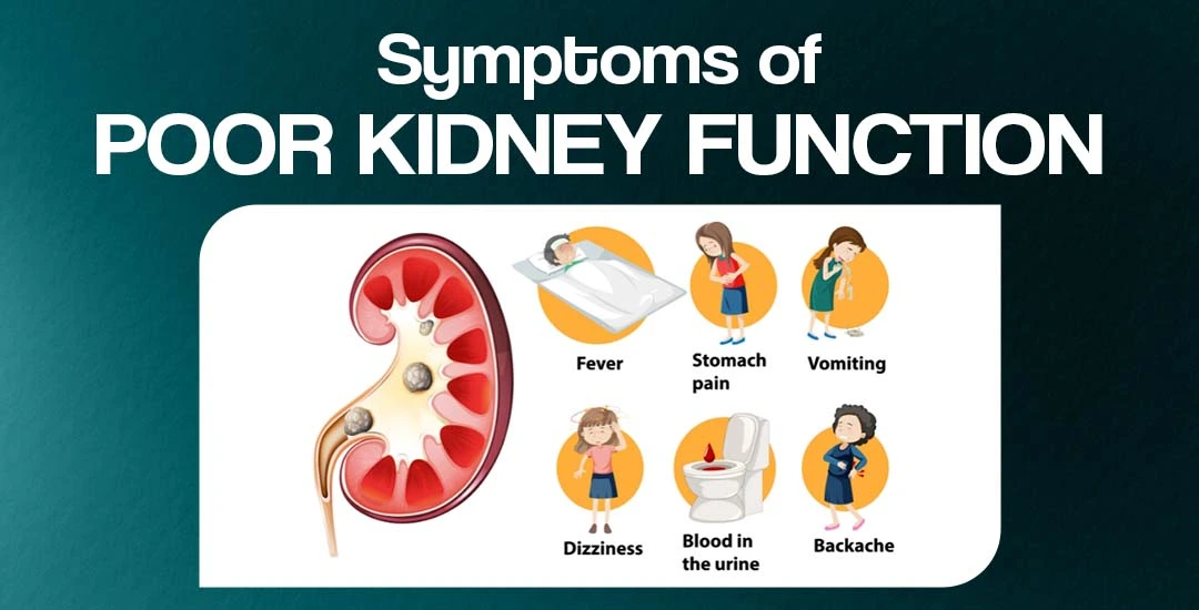 What are the Symptoms of Poor Kidney Function?
